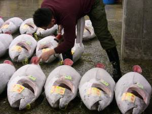 A buyer examines tuna at Tsukiji Fish Market