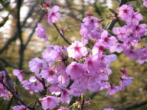 Cherry blossoms