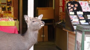 Deer in Nara